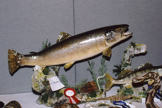 2004-pesce